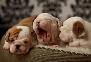 Sleepy English Bulldog Puppies Fb Share