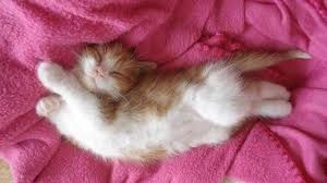 Cute Cat Sleeping Fb Share In Funny 