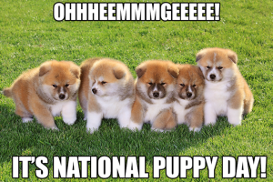 Ohhhheemmmgeee! It's National Pubby Day