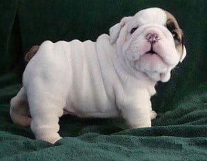 Bulldog Puppy Image Share On Fb