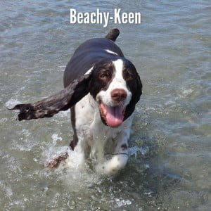 Beachy Keen Fb Funny Image Share