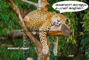 Funny Cheetah Image Share On Fb