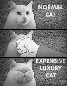 Cat Funny Pictures For Share