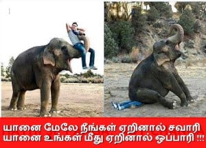 Elephant Best Tamil Comedy Line Fb Share