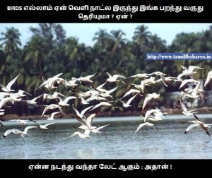 Why Foreign Birds Comes In India Tamil Joke Fb Share