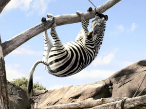 Funny Zebra Picture Share On Fb 