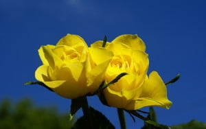 Yellow Roses Flower Picture For Fb Share