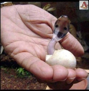 New Born Cobra Funny Pics