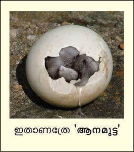 Aanamutta Malayalam Funny Pics