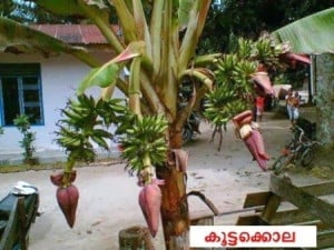 Malayalam Best Funny Joke Pic