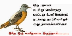  Bird - Life Quote In Tamil