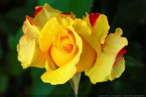 A Beautiful Yellow Rose Fb Sharing