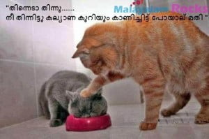 Funny Cat Picture For Fb