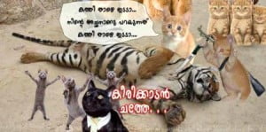 Funny Cat Image Share