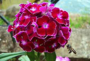 Red Flower Bouquet For Fb Share