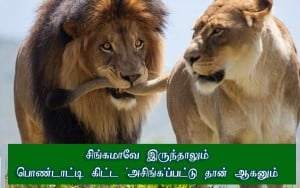 Lions Love Scene Super Tamil Punch 