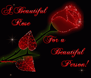 A Beautiful Rose For A Beautiful Person!